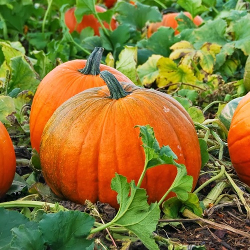 C’est l’hiver, comment cuisiner le potimarron ?