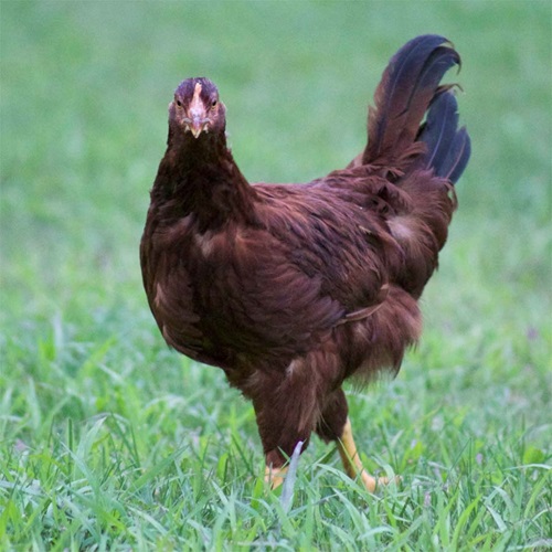 La poule au pot, le plat d’hiver par excellence !