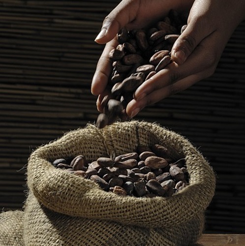 Connaître le chocolat, origines et utilisations